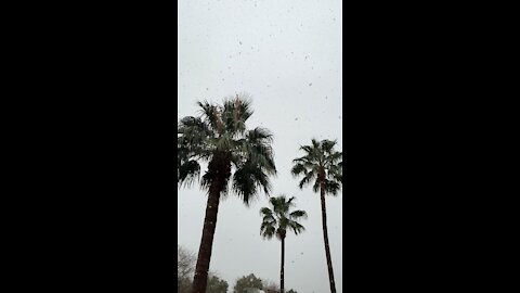 Snow and palm trees?