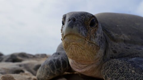 Why Female Turtles are Taking Over Raine Island