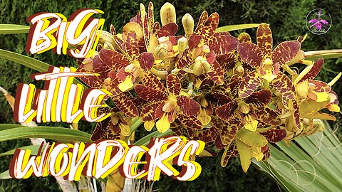 Private Orchid Paradise | Orchid Blooms, Spikes New Growths Galore | Exciting UPDATES #ninjaorchids