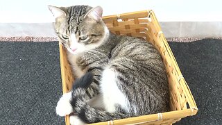 A Cat Loaf in a Bread Basket