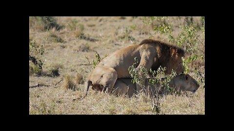 Expression of Lion After Mating 100 Times a day