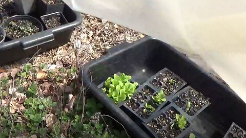 My EASY Garden Row Cover! | Starting Seedlings Without a Greenhouse