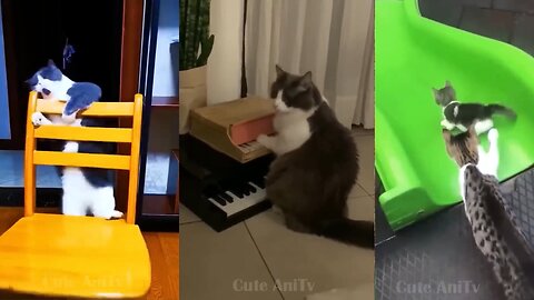 cat is playing piano batter then human😲