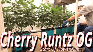 Cherry Runtz OG Week 1: Spider Farmer SE7000 Flower Room Update