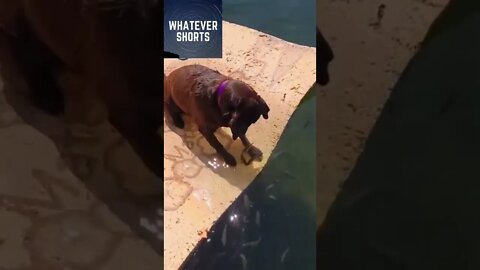 Dog staring at some nearby friendly fish #shorts #animals #fish #dog