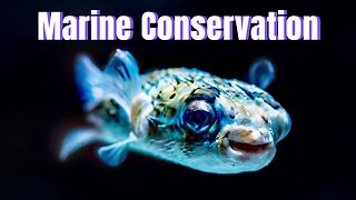 Marine Life | Conservation #australia #wildlife #conservation