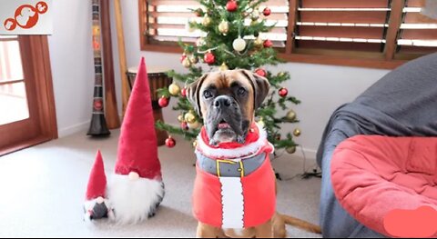 Funny Dogs and Cats Christmas Fails🐈 Dogs & Cats Destroy Christmas Trees, and the House!