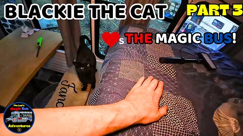 Acclimating Blackie The Cat To The Magic Bus, And A Sound System? | Part 3