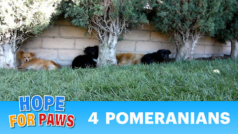 Rescuing 4 Pomeranians that were dumped on the streets. (By Eldad Hagar)