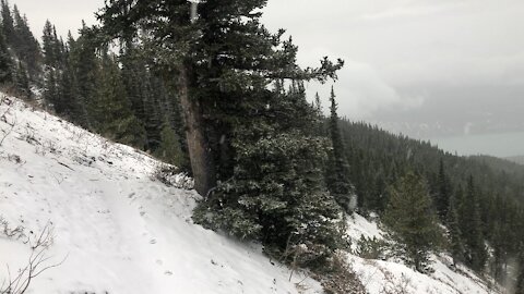 Dog carrying log on snowy mountainside