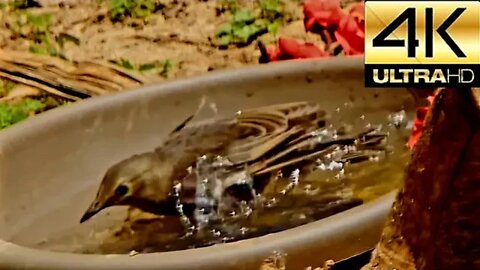 Birdwatching: Watch Super Cute Bird Ride Solar Fountain in Middle Tennessee