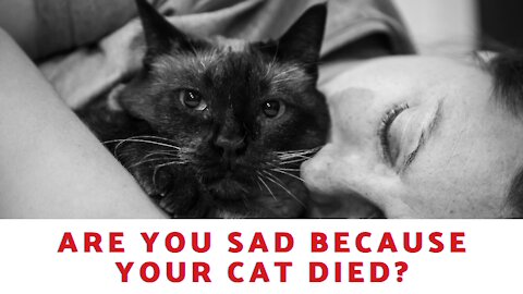 Are You Sad Because Your Cat Died?
