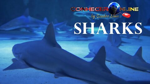 Vídeos de Tubarões do Mundo Com Música Tema, Tubarão (Jaws) | Sharks of the World Videos | 2021