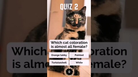 Cat Quiz 2 | Test Your Cat Knowledge
