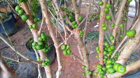 frutíferas produzindo em vaso a partir de 20,00 reais figo Cambuci jabuticaba romã fruta do milagre