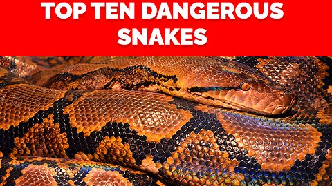 Top 10 Snakes of the Planet
