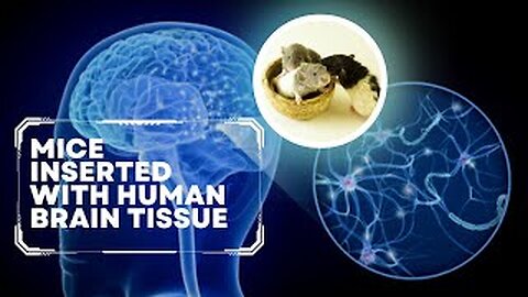 Human Brain Tissue Inserted Into Mouse || Brain Tissue Trained to Play Video Games