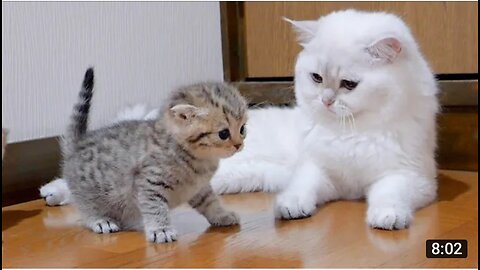 The kitten approaching the daddy cat to play with him was so cute #CuteCat #Cat #Animal