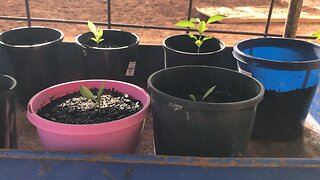 #Orange trees planted from seed
