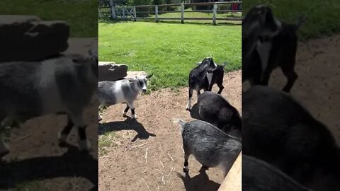 Goats at the Moncton Zoo NB