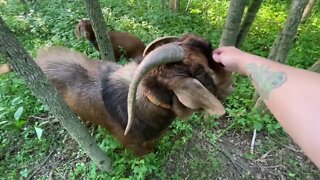 Farm visit- kittens, pigs, goats, chickens