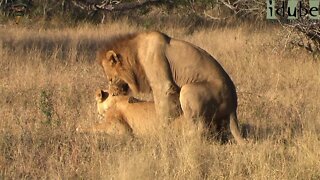 WILDlife: Pairing Lions In Bright Sunlight