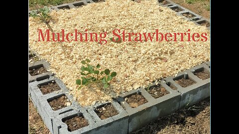 Mulching strawberries