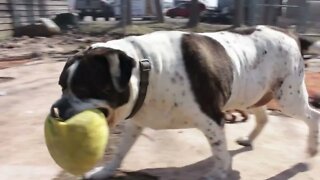 "Duke" 8yr male bulldog | Adoption Focus Niagara SPCA