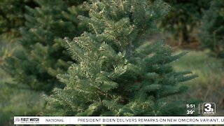 Supply chain issues impact Christmas tree farms