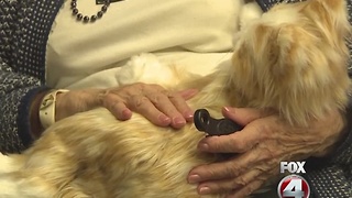 Nursing home uses robotic cats to soothe patients