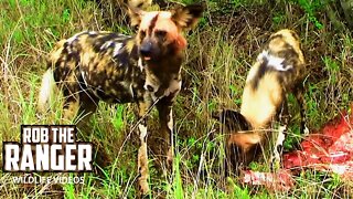 African Painted Wolves Seen Feeding During A Safari | Archive Footage