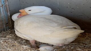 Watch Eva the white "#swan" of #GEESE lay an egg #birthofanegg #eggbirth #gooseegg #egg #shorts