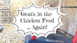 The Goats are in the Chicken Feed...Again!