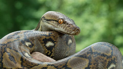 Python Snake's Scary Habits.