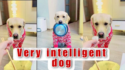 Most intelligent dog forever