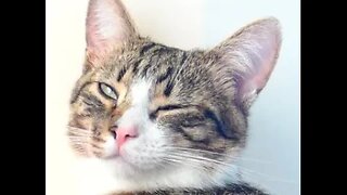 Funny Cat Compilation