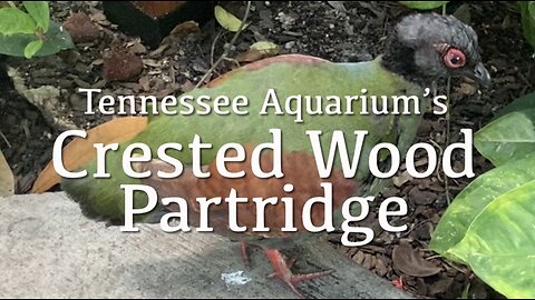 Crested Wood Partridge, TN Aquarium