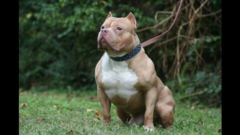 Attitude Pitbull dos