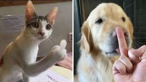 Hilarious Cats And Dogs Reacting Videos Part#2️⃣ | Paws Affliction