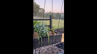 Easy DIY garden trellis