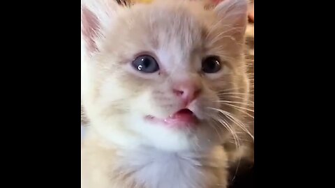 "Internet Sensation: Kitten Meows Soundtrack Takes Pet Owners by Storm, Promising Feline Frenzy!"