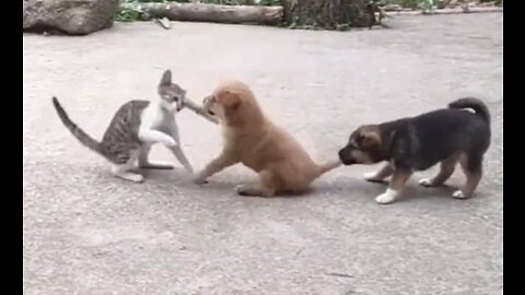 Cat and dog fight video !! Fight scene cat 🐈 dog 🐕🐕