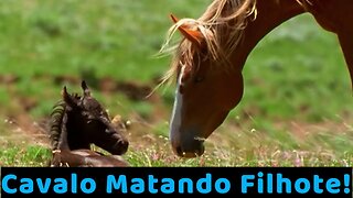 Cavalo Matando Filhote!