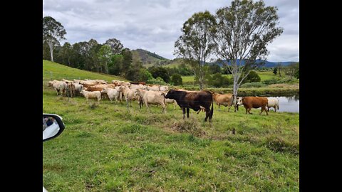 {RECORDING} 13.10.22 SUNSHINE COAST + KYOGLE Family Farm Introduction