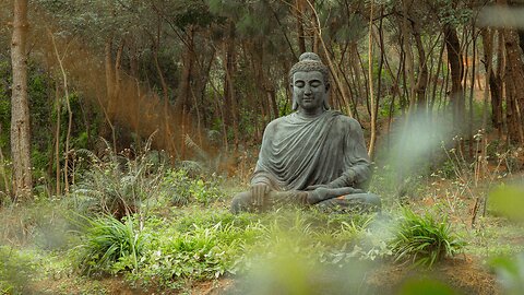 🎶 Experience the peacefulness 🌿 of a forest🌳filled with the sweet melody of birdsong 🐦🕊️