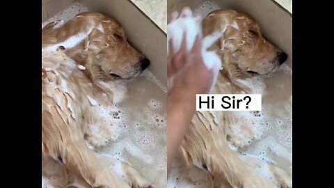 SLEEPING DOG 🐶 TAKES A SHOWER!!😩😩😂😂😂😂😍😍😍😍