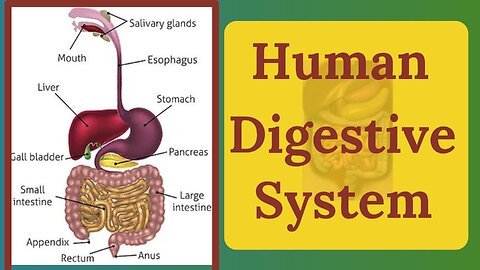 Human digestive system |How it works