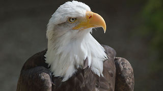 How many Bald Eagles can you fit in a tree