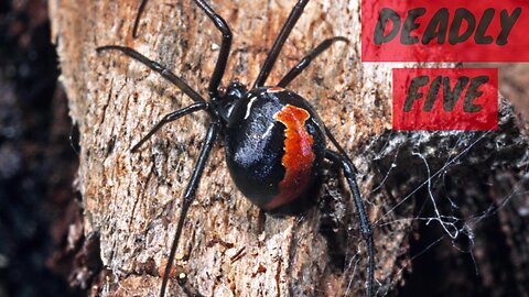 Australia's Top 5 Deadly Spiders