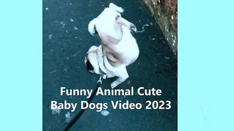 Funny Animal Cute Baby Dogs Video 2023
